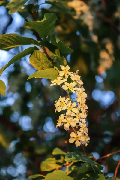 Vologda. Spring evening. Cherry blossoms in the Kremlin Park. — Stock Photo, Image