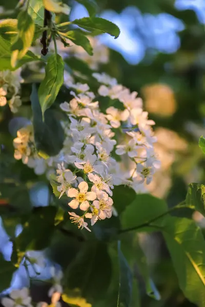 Vologda. Spring evening. Cherry blossoms in the Kremlin Park. — Stock Photo, Image