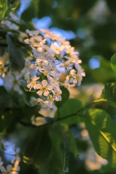 Vologda. Serata primaverile. Fiori di ciliegio nel Parco del Cremlino . — Foto Stock