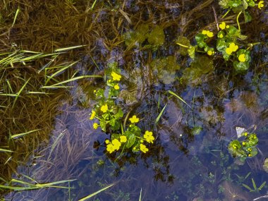 Vologda. Huzur Parkı 'nda bahar otları. Alt kademe.