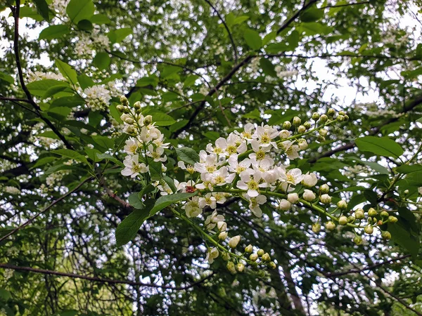 Vologda. Un cálido día de primavera en el Parque de la Paz. Vologda surr río — Foto de Stock