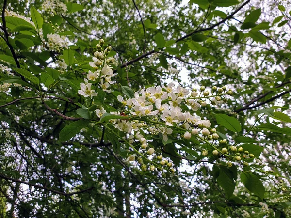 Vologda. Une chaude journée de printemps dans le parc de la Paix. Vologda rivière surr — Photo