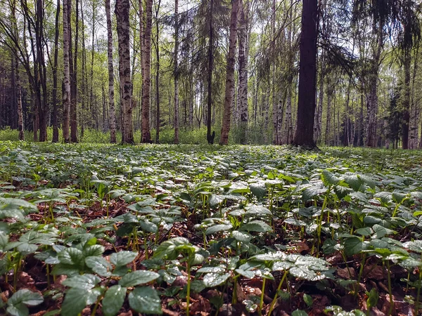 Vologda. Herbe printanière dans le Parc de la Paix. Le niveau inférieur de th — Photo