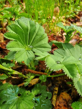 Alchemilla vulgaris. Vologda. Huzur Parkı 'nda bahar otları.