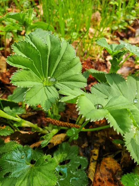 Alchemilla vulgaris. Wołogda. Wiosenna trawa w Parku Pokoju. — Zdjęcie stockowe