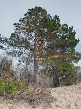 Beyaz deniz. Bahar. Çam ağaçları denizin arka planında ve eriyen karlar. Arkhangelsk bölgesi