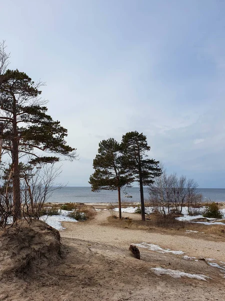 Біле Море Весна Сосна Тлі Моря Танення Снігу Архангельська Область — стокове фото