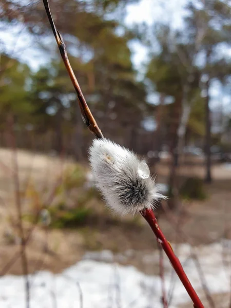 White Sea Yagry Spring Flowers Pussy Willow Closeup Drops Rain — Stockfoto