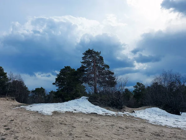 Beyaz deniz. Bahar. Çam ağaçları denizin arka planında ve eriyen karlar. Arkhangelsk bölgesi