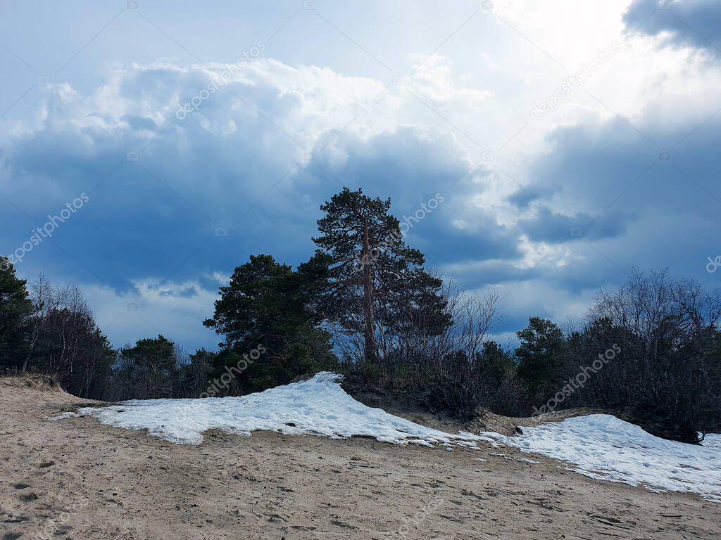 White sea. Spring. Pine trees against the background of the sea and melting snow. Arkhangelsk region