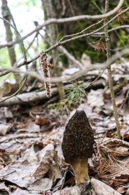 Dendrocopos Binbaşı Morchellaforest Severodvinsk 'teki Yagry adasında. Güneşli bir gün