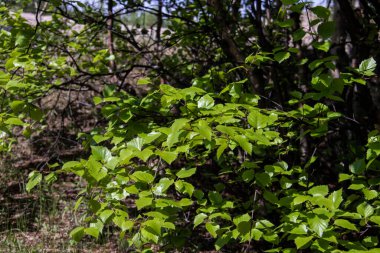 Severodvinsk 'teki Yagry Adası' nın çam ormanında bahar mevsimi. Parlak, taze huş yaprağı. Güneşli bir gün. 