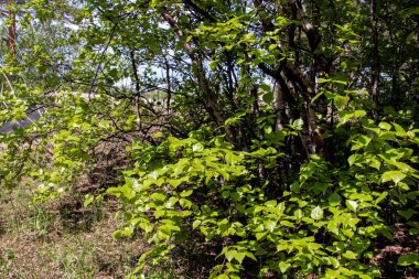 Severodvinsk 'teki Yagry Adası' nın çam ormanında bahar mevsimi. Parlak, taze huş yaprağı. Güneşli bir gün. 