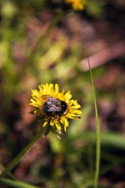 Taraxacum, Bombus. Yaz günü. Karahindiba çiçeğinin üzerindeki yaban arısı. Kapatın. Bulanık arkaplan.