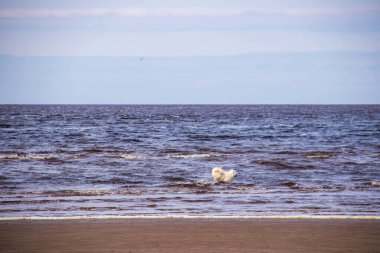 Acımasız Beyaz Deniz. Yagry Adası, Severodvinsk, Arkhangelsk bölgesinde soğuk bir yaz günü. Büyük beyaz bir köpek dalgalarda koşar.