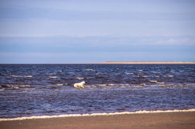 Acımasız Beyaz Deniz. Yagry Adası, Severodvinsk, Arkhangelsk bölgesinde soğuk bir yaz günü. Büyük beyaz bir köpek dalgalarda koşar.