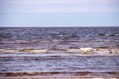 Acımasız Beyaz Deniz. Yagry Adası, Severodvinsk, Arkhangelsk bölgesinde soğuk bir yaz günü. Büyük beyaz bir köpek dalgalarda koşar.