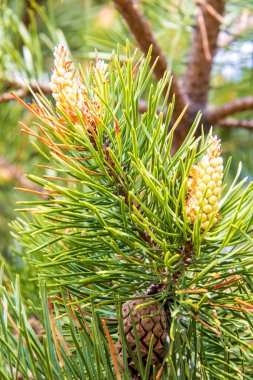Severodvinsk 'teki Yagry Adası' nın çam ormanında bahar mevsimi. Parlak, taze huş yaprağı. Güneşli bir gün. 