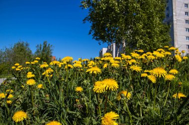 Taraxacum, yaz günü. Bir karahindiba çiçeği. Kapatın. Bulanık arkaplan.
