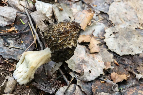 Dendrocopos Majormorchellaforest Het Eiland Yagry Severodvinsk Zonnige Dag — Stockfoto