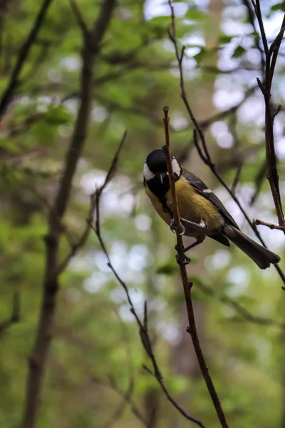 Parus Major Début Été Dans Forêt Sur Île Yagry Severodvinsk — Photo