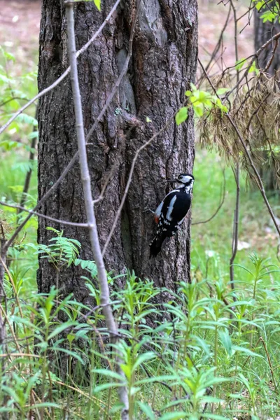 Dendrocopos Major Früher Sommer Wald Auf Der Insel Jagry Sewerodwinsk — Stockfoto