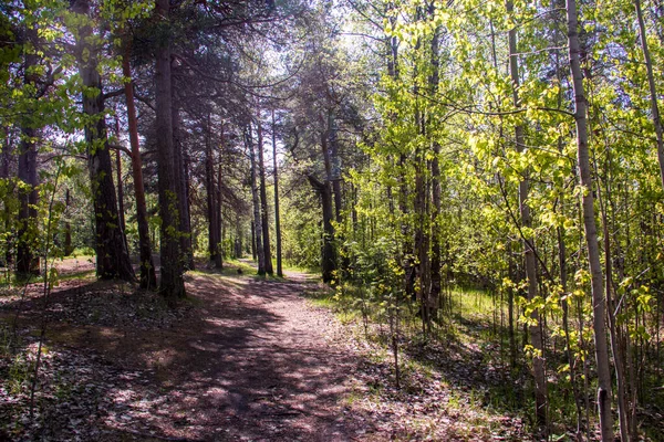 Vår Furuskogen Øya Jagry Severodvinsk Lyse Unge Bjørkeblader Solskinnsdag – stockfoto