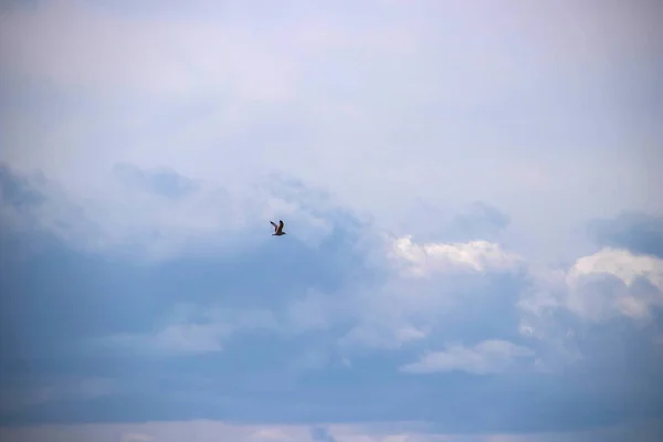 汹涌的白海阿尔汉格尔斯克地区Severodvinsk Yagry岛寒冷的夏日 天空中的白鸥 — 图库照片