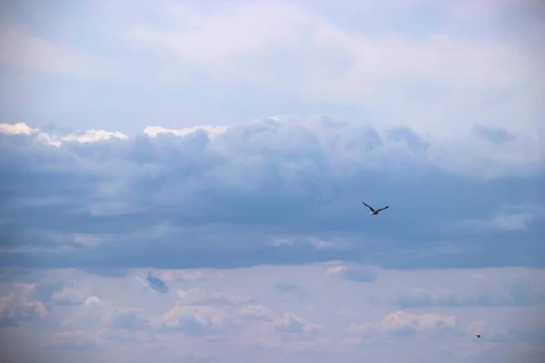The harsh White sea. Cold summer day on Yagry island, Severodvinsk, Arkhangelsk region. White gull in the sky