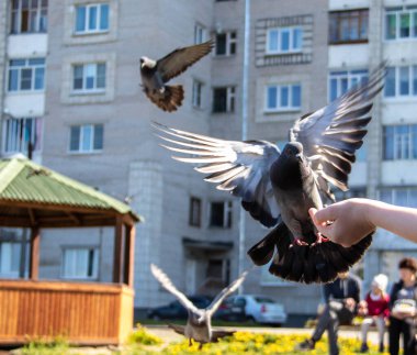Şehir güvercinleri. Senin elinden besleniyor. Severodvinsk, güneşli yaz günü. Yagry Adası