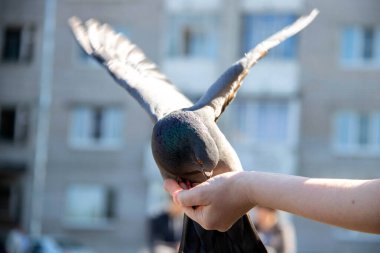 Şehir güvercinleri. Senin elinden besleniyor. Severodvinsk, güneşli yaz günü. Yagry Adası