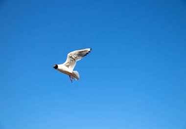 Acımasız Beyaz Deniz. Yagry Adası, Severodvinsk, Arkhangelsk bölgesinde soğuk bir yaz günü. Gökyüzünde beyaz martı