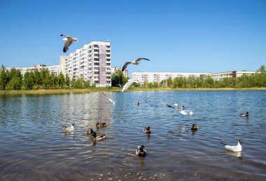 Yagry Adası, Severodvinsk, Arkhangelsk bölgesinde yaz günü. Kuşlar uçuyor, izole. Güvercinler, martılar ve ördekler