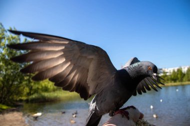 Şehir güvercinleri. Senin elinden besleniyor. Severodvinsk, güneşli yaz günü. Yagry Adası