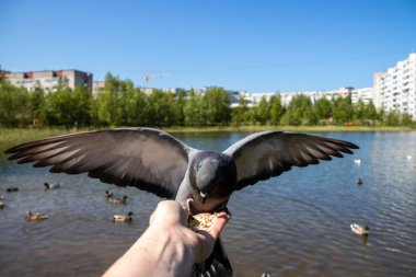 Şehir güvercinleri. Senin elinden besleniyor. Severodvinsk, güneşli yaz günü. Yagry Adası
