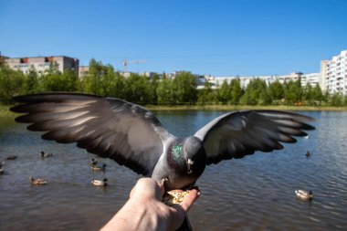 Şehir güvercinleri. Senin elinden besleniyor. Severodvinsk, güneşli yaz günü. Yagry Adası