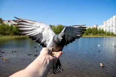 Şehir güvercinleri. Senin elinden besleniyor. Severodvinsk, güneşli yaz günü. Yagry Adası