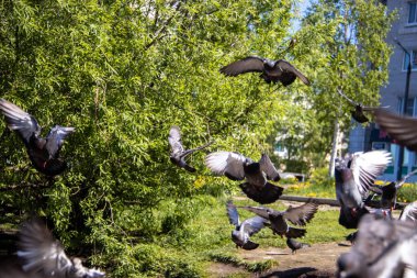 Yagry Adası, Severodvinsk, Arkhangelsk bölgesinde yaz günü. Kuşlar uçuyor, izole. Güvercinler, martılar ve ördekler