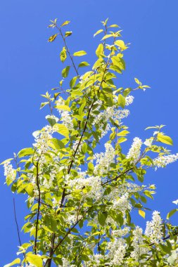 Kuzey yazı. Prunus padus. Bulutsuz mavi gökyüzüne karşı kiraz çiçekleri açar. Yagry Adası, Severodvinsk, Arkhangelsk bölgesinde yaz günü