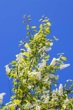 Kuzey yazı. Prunus padus. Bulutsuz mavi gökyüzüne karşı kiraz çiçekleri açar. Yagry Adası, Severodvinsk, Arkhangelsk bölgesinde yaz günü