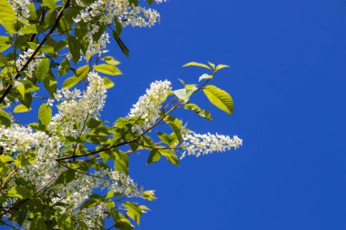 Kuzey yazı. Prunus padus. Bulutsuz mavi gökyüzüne karşı kiraz çiçekleri açar. Yagry Adası, Severodvinsk, Arkhangelsk bölgesinde yaz günü