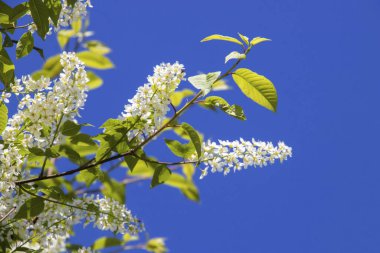 Kuzey yazı. Prunus padus. Bulutsuz mavi gökyüzüne karşı kiraz çiçekleri açar. Yagry Adası, Severodvinsk, Arkhangelsk bölgesinde yaz günü