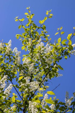 Kuzey yazı. Prunus padus. Bulutsuz mavi gökyüzüne karşı kiraz çiçekleri açar. Yagry Adası, Severodvinsk, Arkhangelsk bölgesinde yaz günü