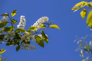 Kuzey yazı. Prunus padus. Bulutsuz mavi gökyüzüne karşı kiraz çiçekleri açar. Yagry Adası, Severodvinsk, Arkhangelsk bölgesinde yaz günü