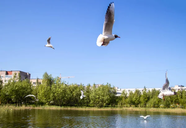 Día Verano Isla Yagry Severodvinsk Región Arkhangelsk Pájaros Vuelo Aislados — Foto de Stock