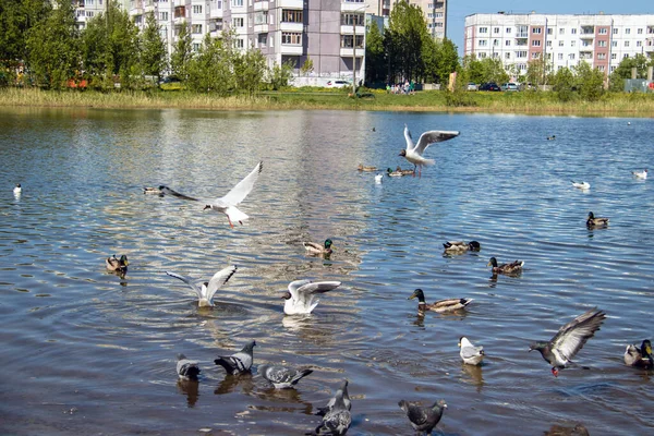 Día Verano Isla Yagry Severodvinsk Región Arkhangelsk Pájaros Vuelo Aislados — Foto de Stock