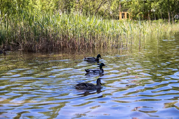 Severodwinsk Sommertag Ufer Des Chajatschij Sees Auf Der Insel Yagry — Stockfoto