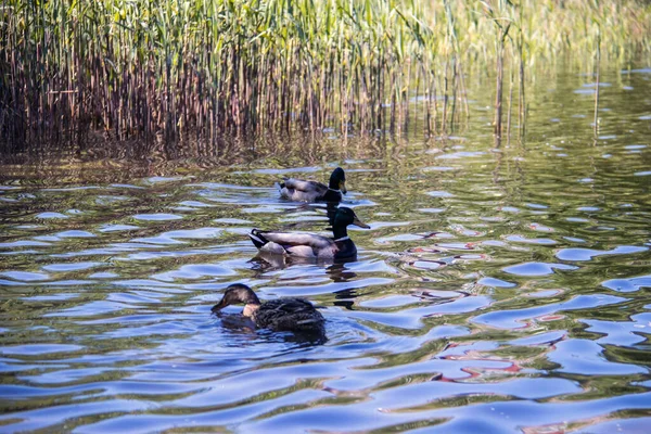 Severodwinsk Sommertag Ufer Des Chajatschij Sees Auf Der Insel Yagry — Stockfoto