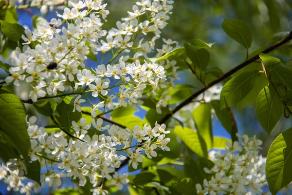 Noordelijke Zomer Prunus Padus Kersenbloesems Tegen Een Wolkenloze Blauwe Lucht — Stockfoto