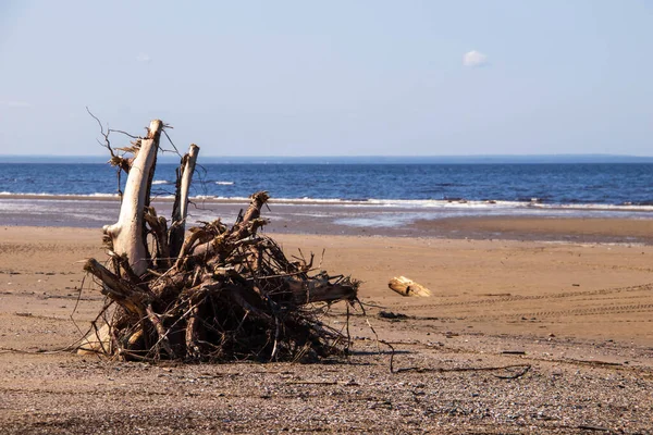 The harsh White sea. Cold summer day on Yagry island, Severodvinsk, Arkhangelsk region. the root of a beached tree